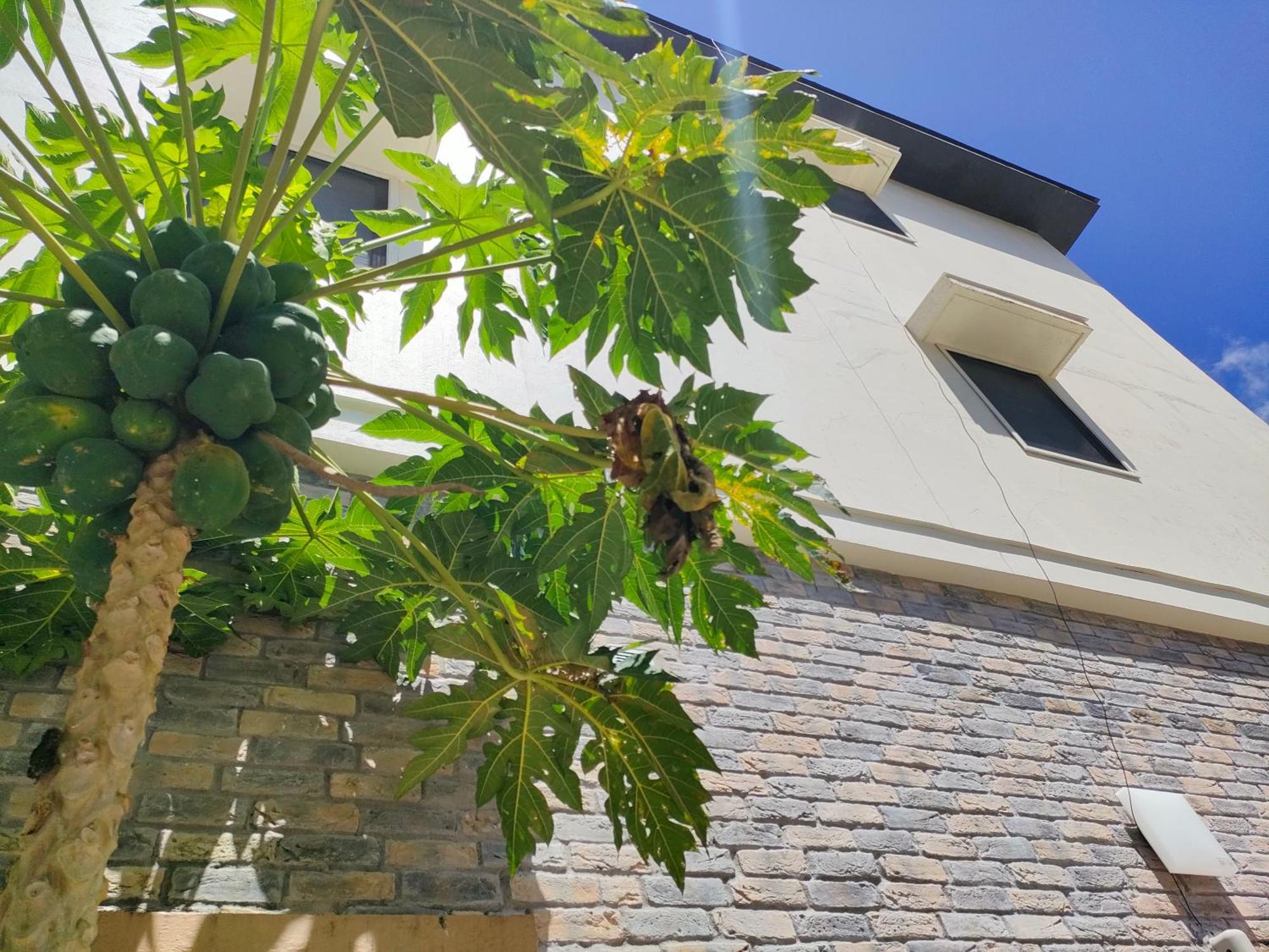 Garden Palace Downtown Koror Exterior foto