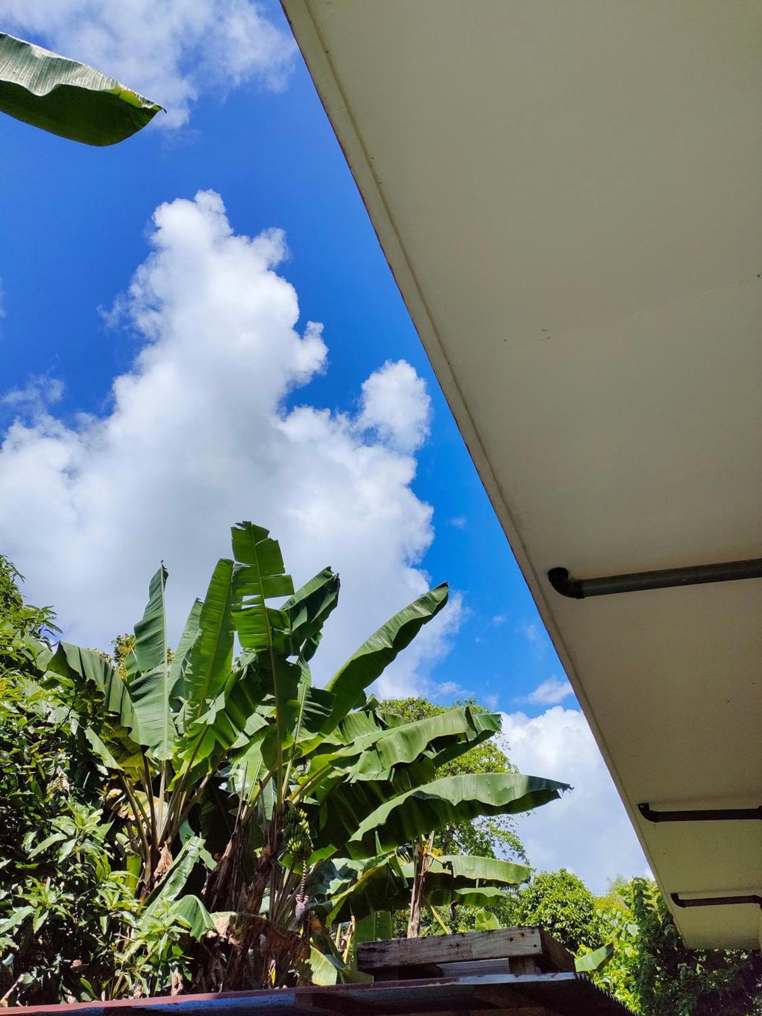 Garden Palace Downtown Koror Exterior foto
